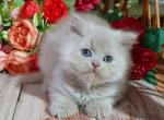 Solomon - British Shorthair Cat For Sale - Pembroke Pines&comma; FL&comma; US