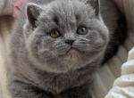 Kitty - Scottish Straight Cat For Sale - Pembroke Pines&comma; FL&comma; US