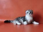 Oliver - Scottish Fold Cat For Sale - Norwalk&comma; CT&comma; US