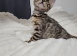 Silver - Bengal Cat For Sale - Lincoln&comma; NE&comma; US