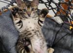 Green - Bengal Cat For Sale - Lincoln&comma; NE&comma; US