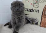 Rachel - Scottish Fold Cat For Sale - Norwalk&comma; CT&comma; US