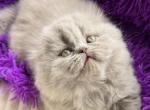 Kaiser - Scottish Fold Cat For Sale - Norwalk&comma; CT&comma; US