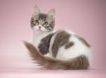 Lillit - Munchkin Cat For Sale - Pembroke Pines&comma; FL&comma; US