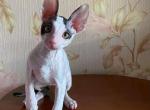 Oroblanco - Cornish Rex Cat For Sale - Hollywood&comma; FL&comma; US