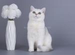 Topu silver shaded boy ns 11 british shorthair - British Shorthair Cat For Sale - CA&comma; US