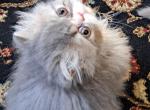 Blue Tabby and White Bicolor Persian Kitten - Persian Cat For Sale - Farmville&comma; VA&comma; US