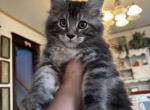 Mikey - Maine Coon Cat For Sale - Roscoe&comma; IL&comma; US
