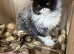Bandit - Persian Cat For Sale - Roseville&comma; CA&comma; US