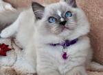 Luis - Ragdoll Cat For Sale - Pembroke Pines&comma; FL&comma; US