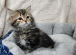 Fluffy - Siberian Cat For Sale - Chelsea&comma; MA&comma; US