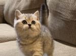 Daisy - British Shorthair Cat For Sale - Philadelphia&comma; PA&comma; US