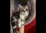 Yoda - Scottish Straight Cat For Sale - Angier&comma; NC&comma; US