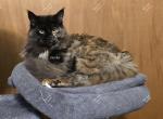 Inesha Black Tortie - Maine Coon Cat For Sale - Longmont&comma; CO&comma; US