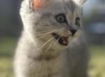 Bengal Scotish Fold Mix Kitens - Scottish Fold Cat For Sale - Richmond&comma; TX&comma; US