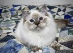 Albus - Ragdoll Cat For Sale - Tuscaloosa&comma; AL&comma; US