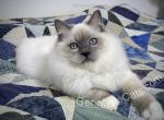 Adrian - Ragdoll Cat For Sale - Tuscaloosa&comma; AL&comma; US