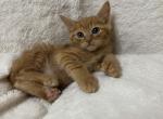 Orange - Polydactyl Cat For Sale - Battle Ground&comma; WA&comma; US