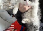 Sasha - Ragdoll Cat For Sale - Oklahoma City&comma; OK&comma; US