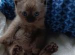 HIGHLAND LYNX KITTENS - Exotic Kitten For Sale - 