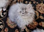 Blue Tabby Persian Kitten - Persian Cat For Sale - Farmville&comma; VA&comma; US