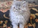Blue Tabby CPC Kitten - Himalayan Cat For Sale - Farmville&comma; VA&comma; US