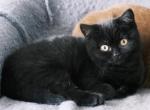 Ms Coco - British Shorthair Cat For Sale - Vancouver&comma; WA&comma; US