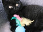 Fudge - British Shorthair Cat For Sale - Vancouver&comma; WA&comma; US