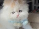 Prettyfold I - Scottish Fold Cat For Sale - Staten Island&comma; NY&comma; US