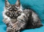 Lucky Star Polydactyl - Maine Coon Cat For Sale - Miami&comma; FL&comma; US