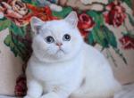 Venera - British Shorthair Cat For Sale - Hollywood&comma; FL&comma; US