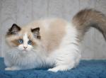 Barton - Ragdoll Cat For Sale - Pembroke Pines&comma; FL&comma; US