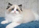 Bounty - Ragdoll Cat For Sale - Pembroke Pines&comma; FL&comma; US