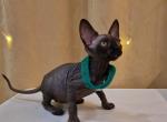 Sammy - Sphynx Cat For Sale - Brooklyn&comma; NY&comma; US