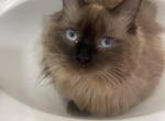 Summer - Ragdoll Cat For Sale - Carmel&comma; NJ&comma; US