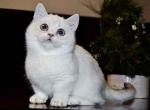 White angel Inessa blue eyed munchkin standard - Munchkin Cat For Sale - TX&comma; US