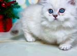 Darwin blue eyes Minuet napoleon short legs - Munchkin Cat For Sale - TX&comma; US