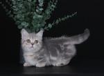 Firra munchkin standard blue tabby short legs - Munchkin Cat For Sale - TX&comma; US