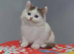 Hugo chocolate harlequin minuet munchkin standard - Munchkin Cat For Sale - TX&comma; US