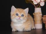 Gruna orange golden teacup munchkin standard - Munchkin Cat For Sale - TX&comma; US