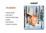 Isabell - Siberian Cat For Sale - Tygh Valley&comma; OR&comma; US