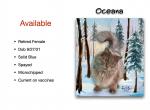 Oceana - Siberian Cat For Sale - Tygh Valley&comma; OR&comma; US