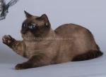 Midas sky blue eyes chocolate mink short legs - Munchkin Cat For Sale - TX&comma; US