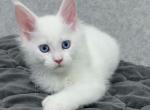 Luna - Maine Coon Cat For Sale - Hollywood&comma; FL&comma; US
