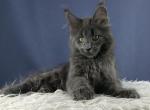 Umnitsa - Maine Coon Cat For Sale - Miami&comma; FL&comma; US