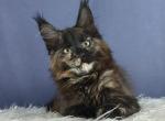 Unna - Maine Coon Cat For Sale - Miami&comma; FL&comma; US