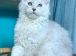 Taisia - Maine Coon Cat For Sale - Miami&comma; FL&comma; US