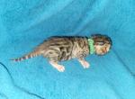 Green Male - Bengal Cat For Sale - Tallahassee&comma; FL&comma; US