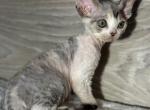 C - Devon Rex Cat For Sale - Philadelphia&comma; PA&comma; US