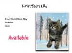 Ella - Siberian Cat For Sale - Tygh Valley&comma; OR&comma; US